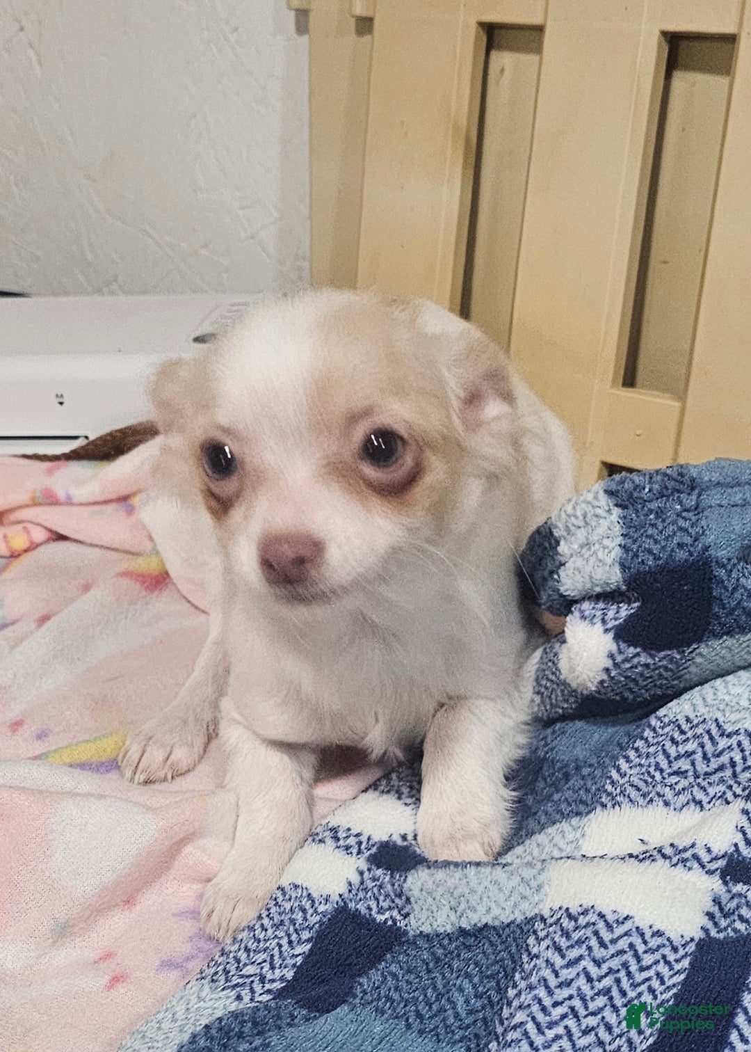 Chihuahua dogs for sale: Prissy - Ad 5