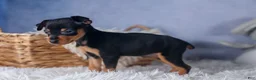 Miniature Pinscher dogs for sale: ANGEL - Ad 5