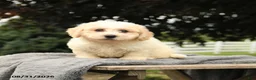 Bichon Frise dogs for sale: Liberty - Ad 4