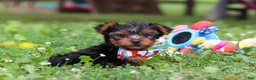 Yorkshire Terrier dogs for sale: Lola - Ad 17