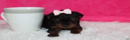 Yorkiepoo dogs for sale: Emmy  - Ad 4