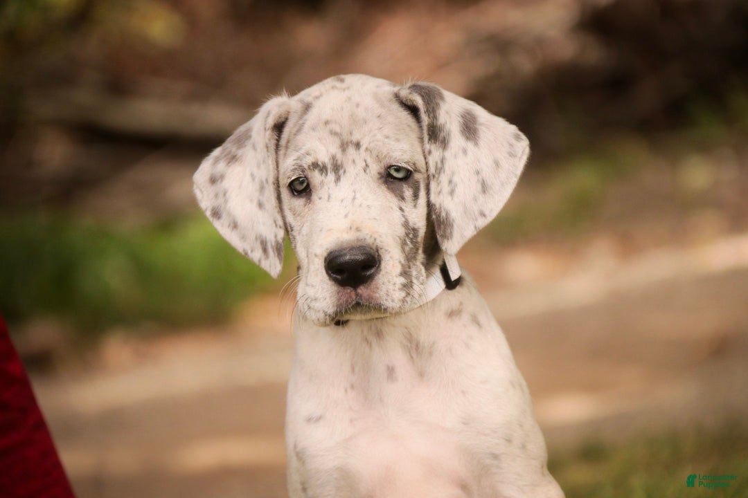 Great Dane dogs Beatrice Great Dane  - Ad 2