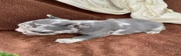 French Bulldog dogs for sale: Pearl - Ad 10