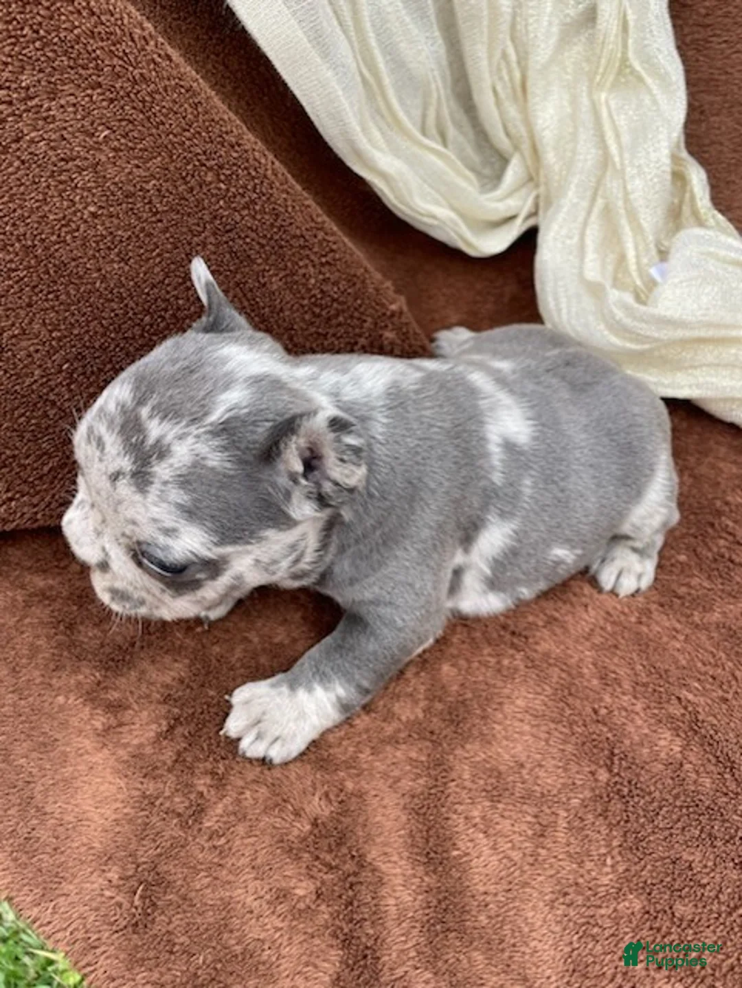 French Bulldog dogs for sale: Pearl - Ad 10