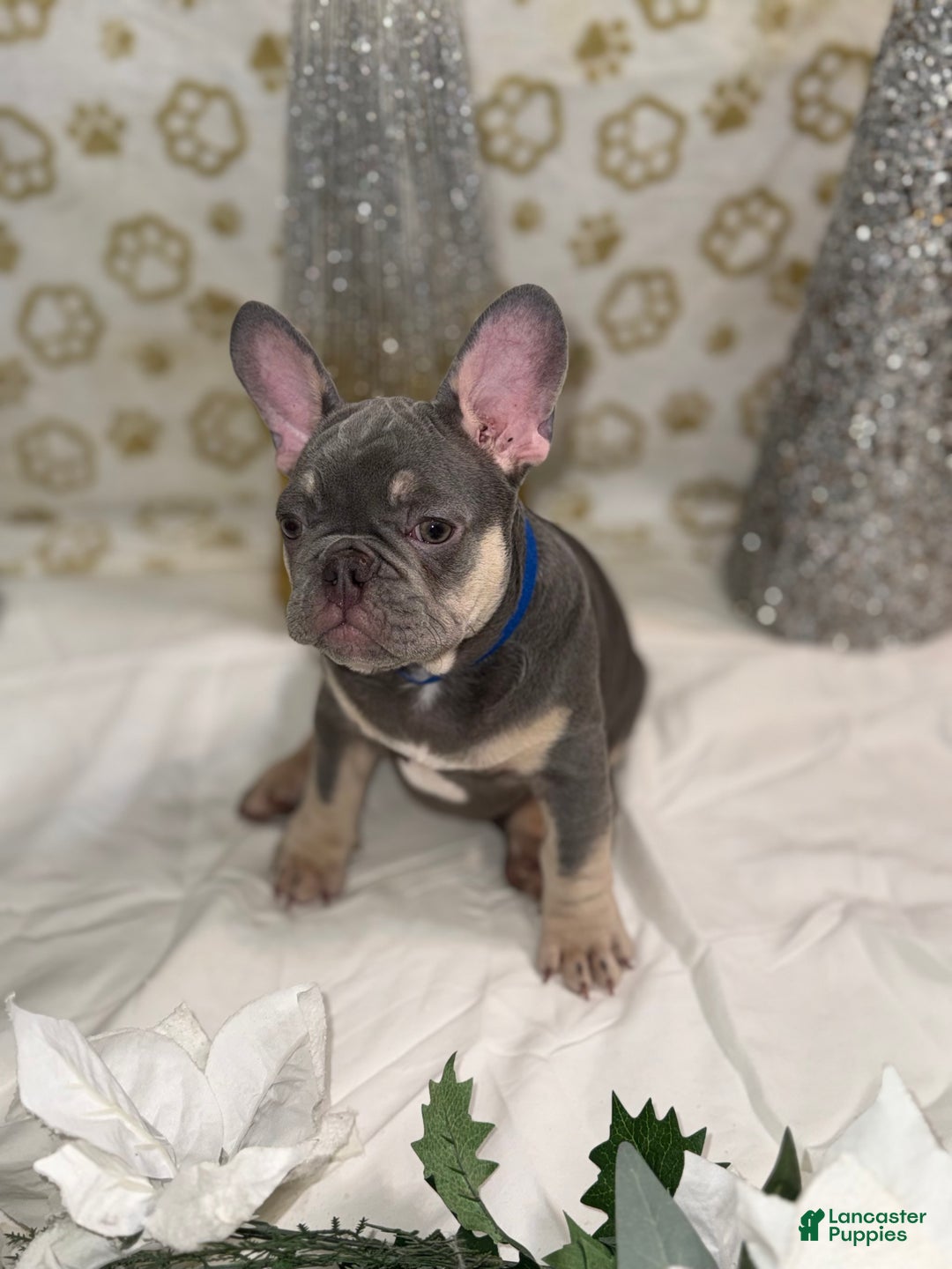 French Bulldog dogs for sale: Thor - Ad 2