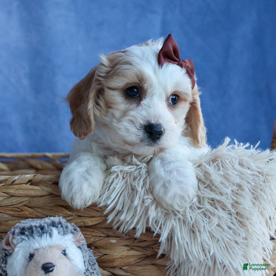 Cavachon dogs for sale: LONNIE - Ad 13