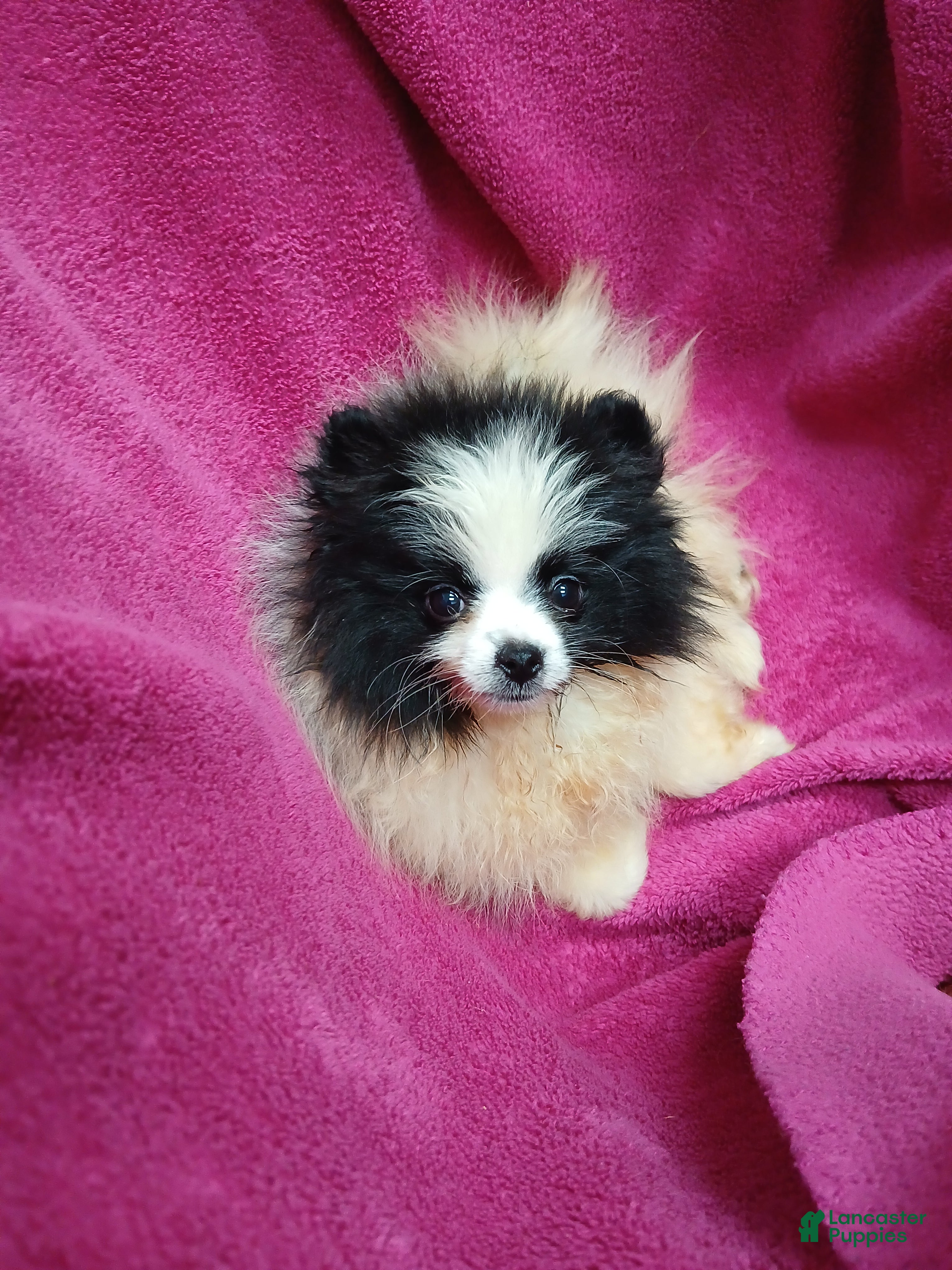 Pomeranian