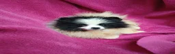 Pomeranian dogs for sale: Oreo Cookie - Ad 1