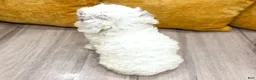 Cockapoo dogs for sale: Boston - Ad 5