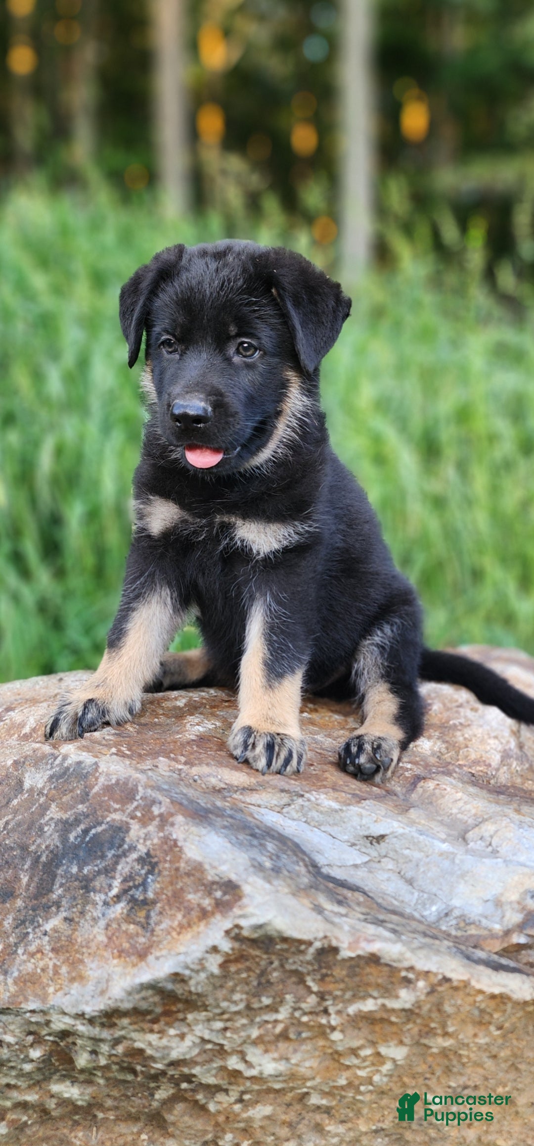 German Shepherd dogs  Tar - Ad 2