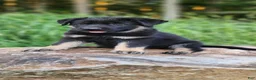 German Shepherd dogs for sale:  Tar - Ad 14