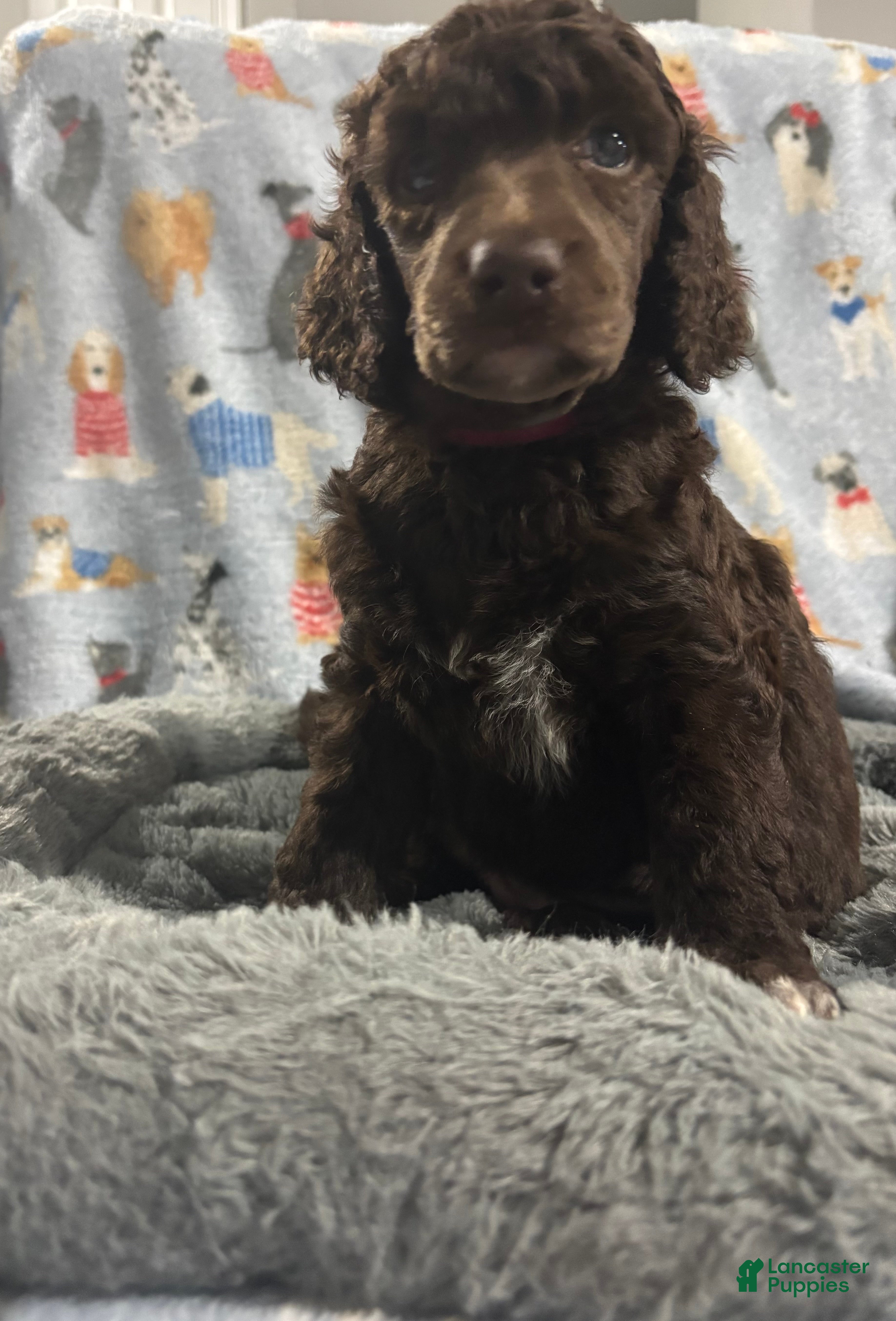 Standard Poodle dogs Standard Poodle Puppy 5 - Ad 6