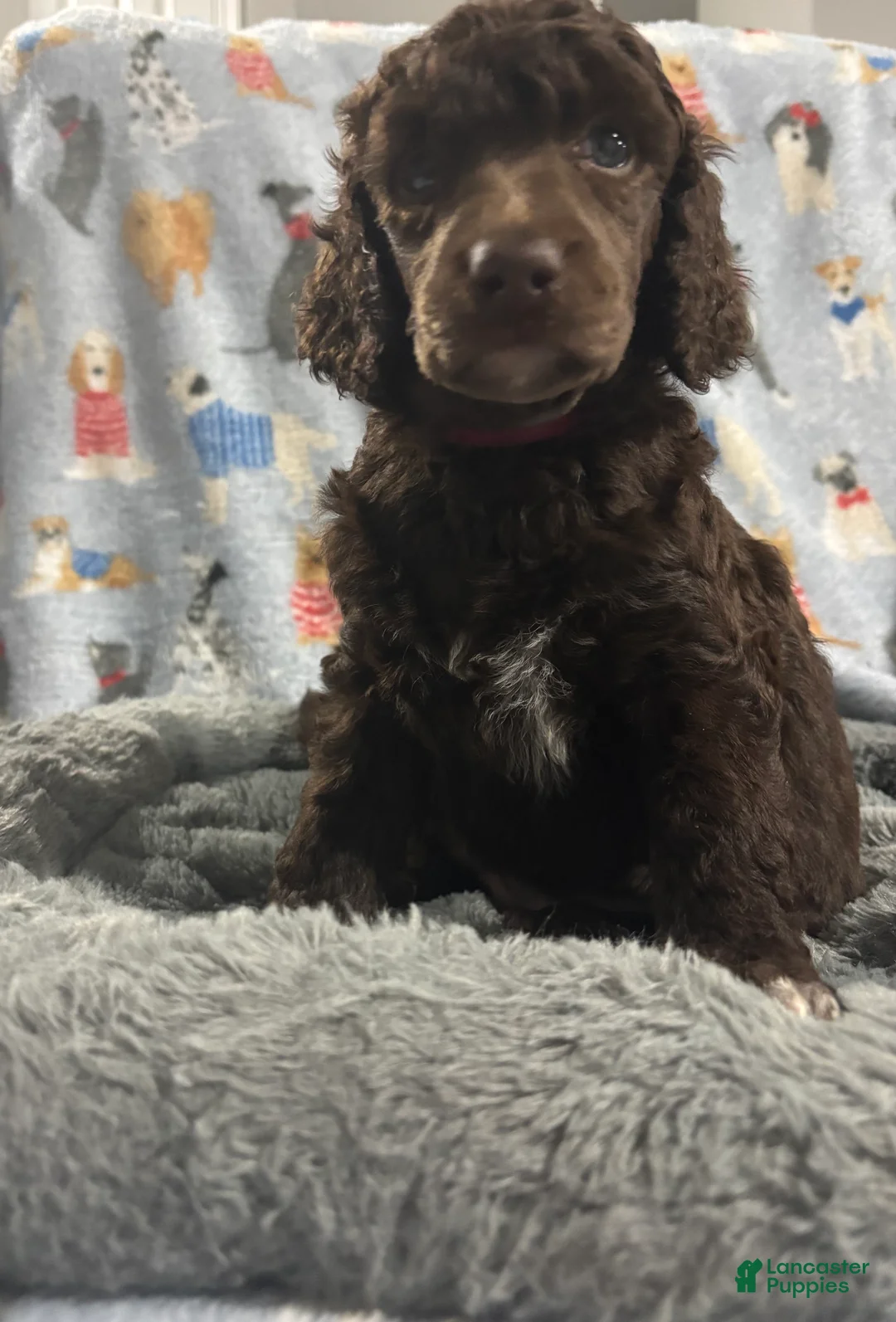Standard Poodle dogs for sale: Standard Poodle Puppy 5 - Ad 1