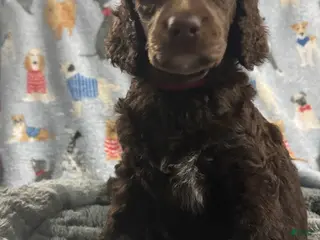 Standard Poodle dogs Standard Poodle Puppy 5 - Ad 6