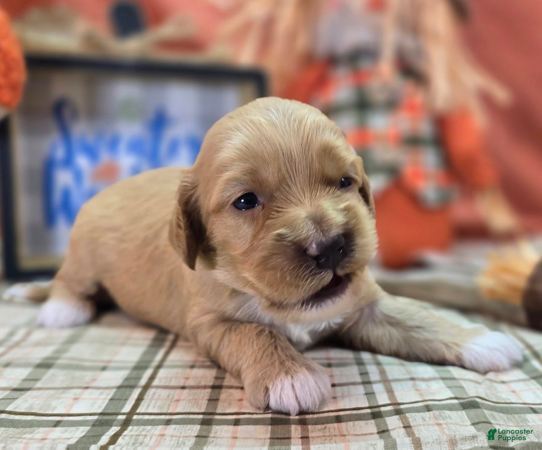 Cockapoo dogs for sale: Captain Walden - Ad 11