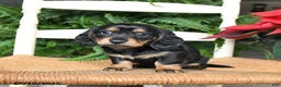 Miniature Dachshund dogs for sale: Daisy - Ad 3