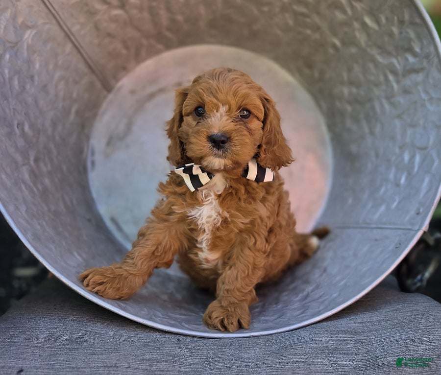 Cavapoo dogs Michael - Ad 2