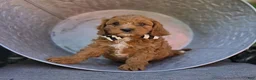 Cavapoo dogs for sale: Michael - Ad 2
