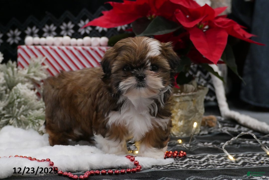 Shih Tzu dogs for sale: Carol - Ad 3