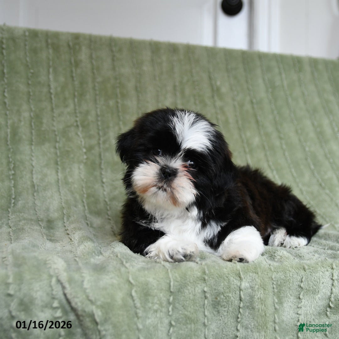Shih Tzu dogs for sale: Gracie - Ad 2