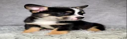 Mixed Breed dogs for sale: Miss Daisy  - Ad 5