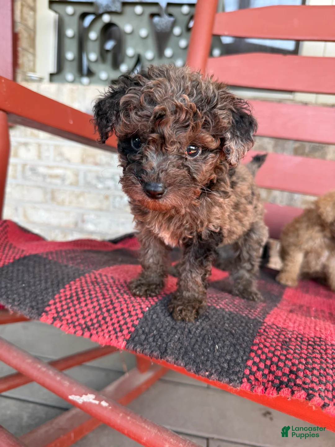Mini Aussiedoodle dogs for sale: Coco - Ad 1