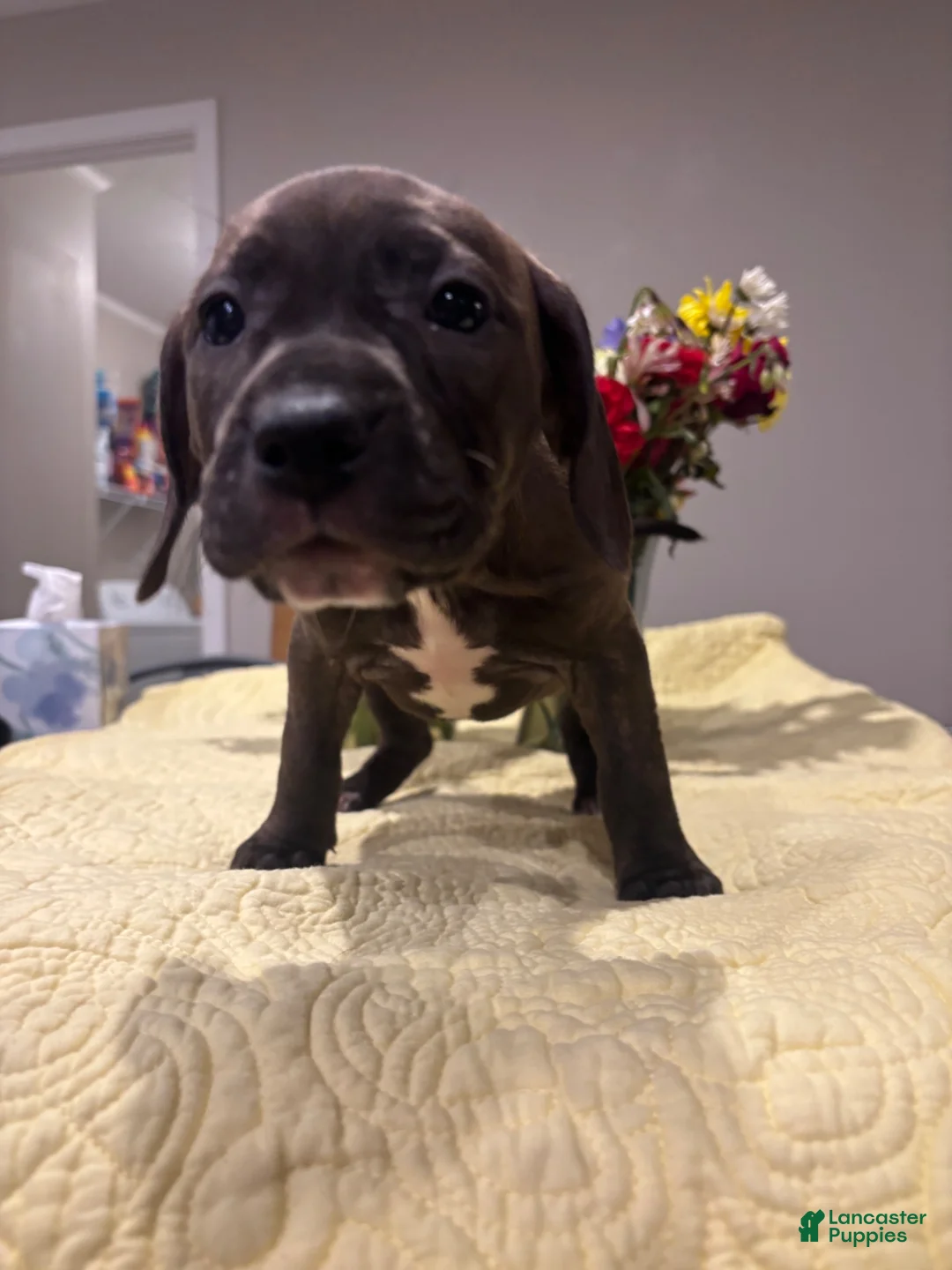 Mixed Breed dogs for sale: Nova  - Ad 2