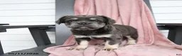 French Bulldog dogs for sale: Hetty - Ad 8