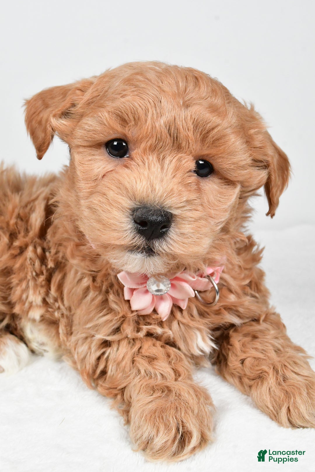 Maltipoo dogs for sale: Jana - Ad 2