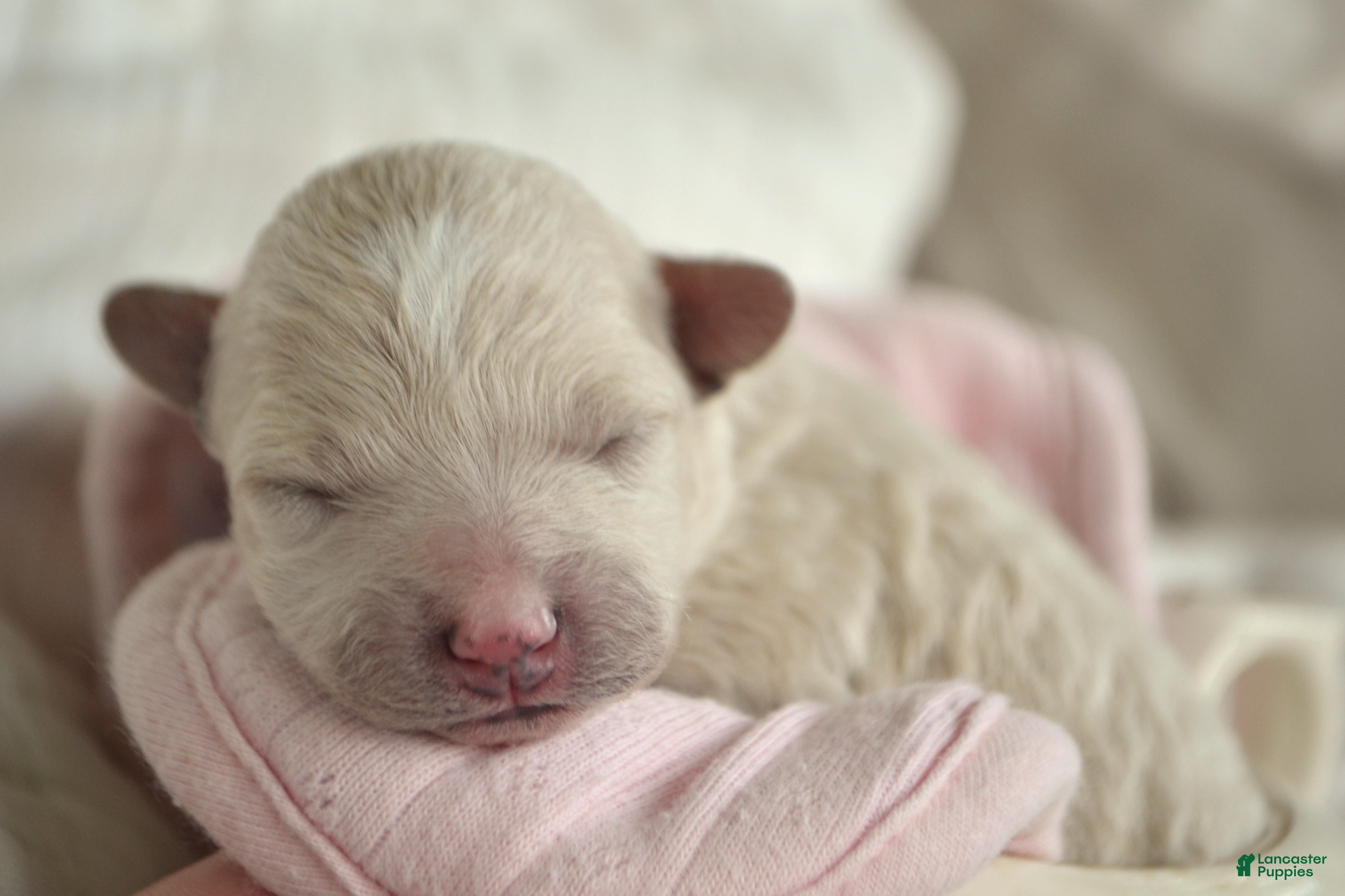 Maltipoo dogs Forrest - Ad 2