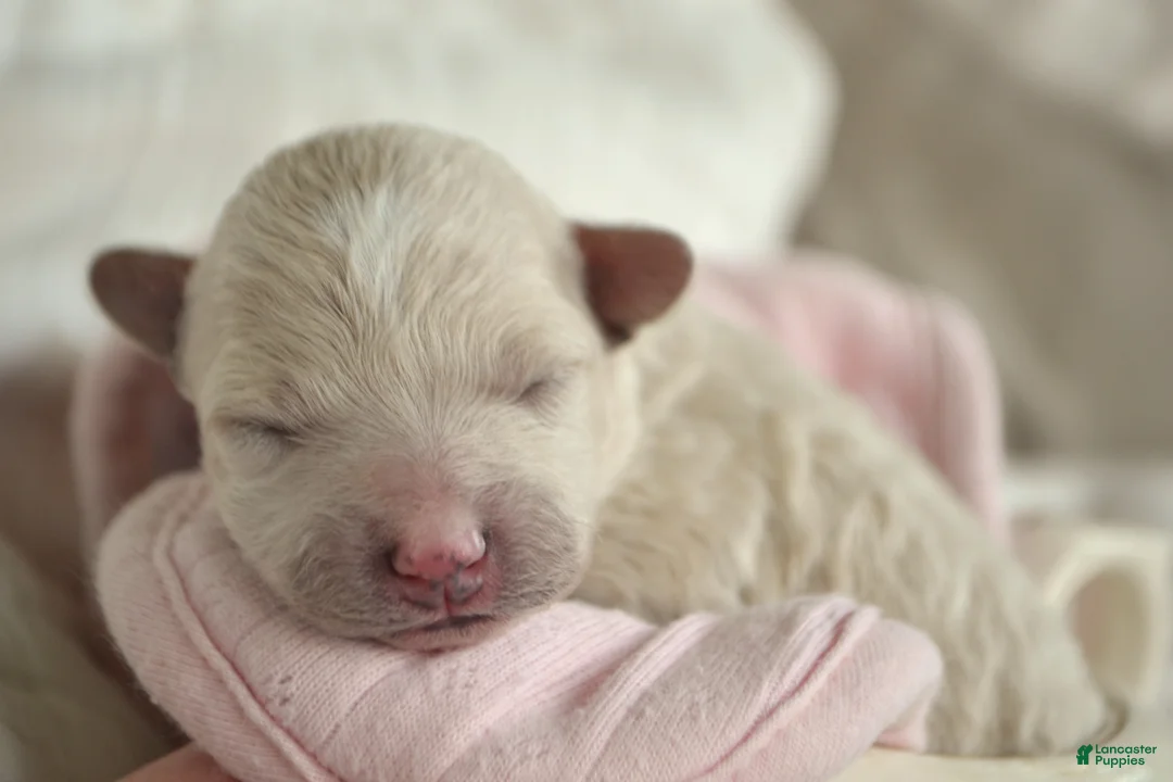 Maltipoo dogs for sale: Forrest - Ad 2