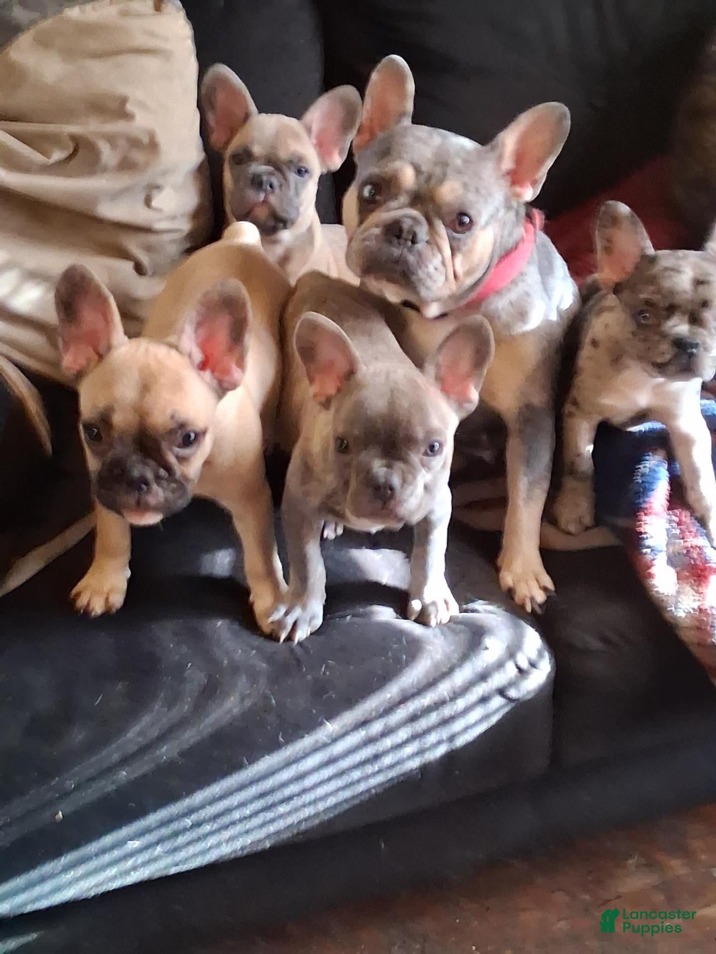 French Bulldog dogs French Bulldog 4 - Ad 1