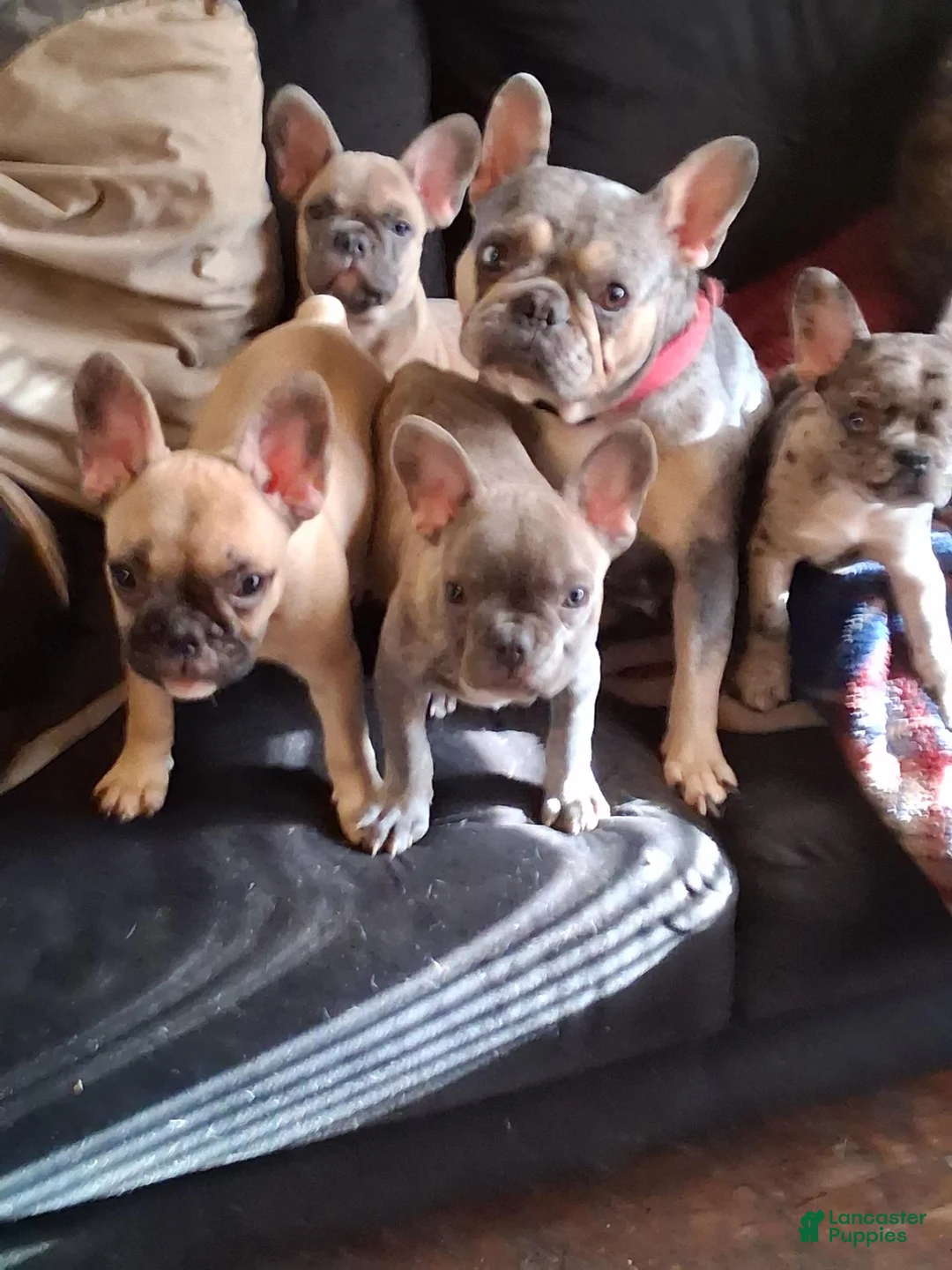 French Bulldog dogs for sale: French Bulldog 4 - Ad 1