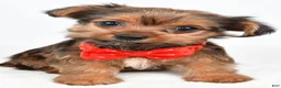 Yorkshire Terrier dogs for sale: Waldo - Ad 6