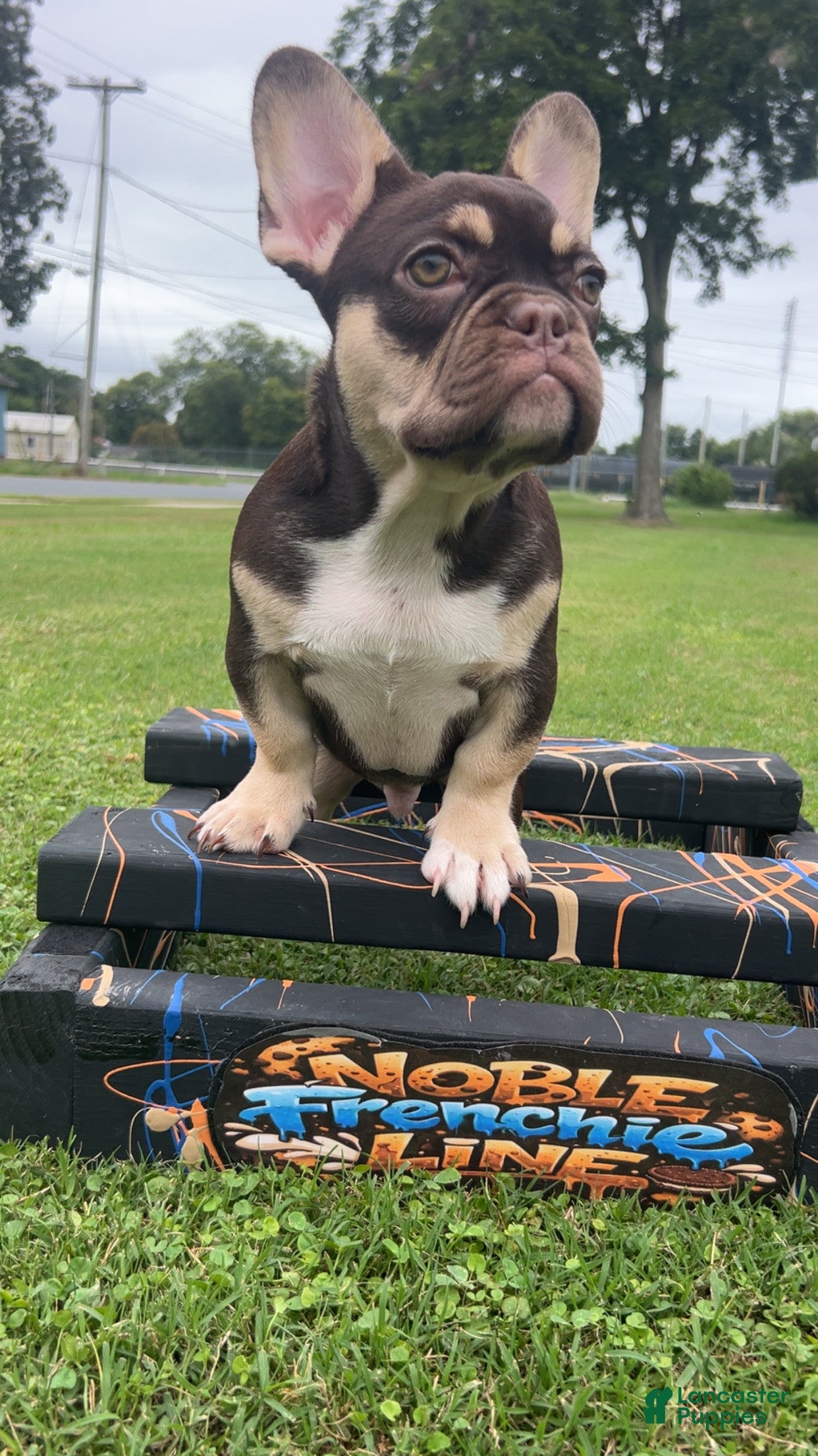 French Bulldog dogs French Bulldog 1 - Ad 1