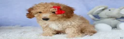 Miniature Poodle dogs for sale: WAYLON - Ad 8