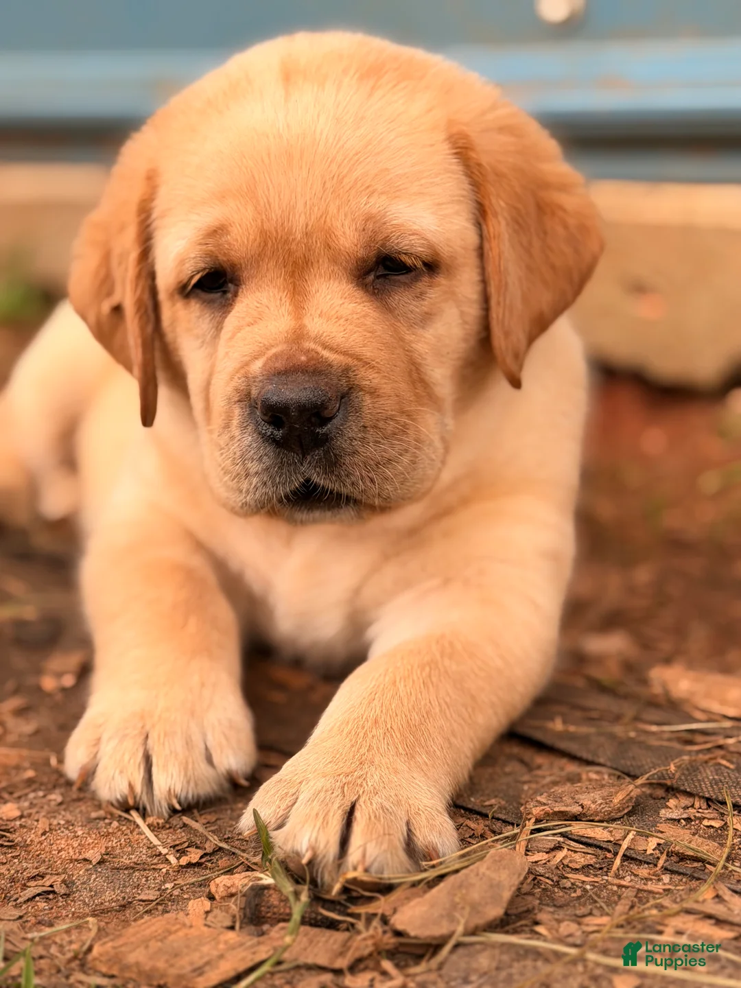 Labrador Retriever dogs for sale: Dark Green Collar  - Ad 1