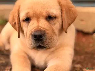 Labrador Retriever dogs for sale: Dark Green Collar - Ad 2