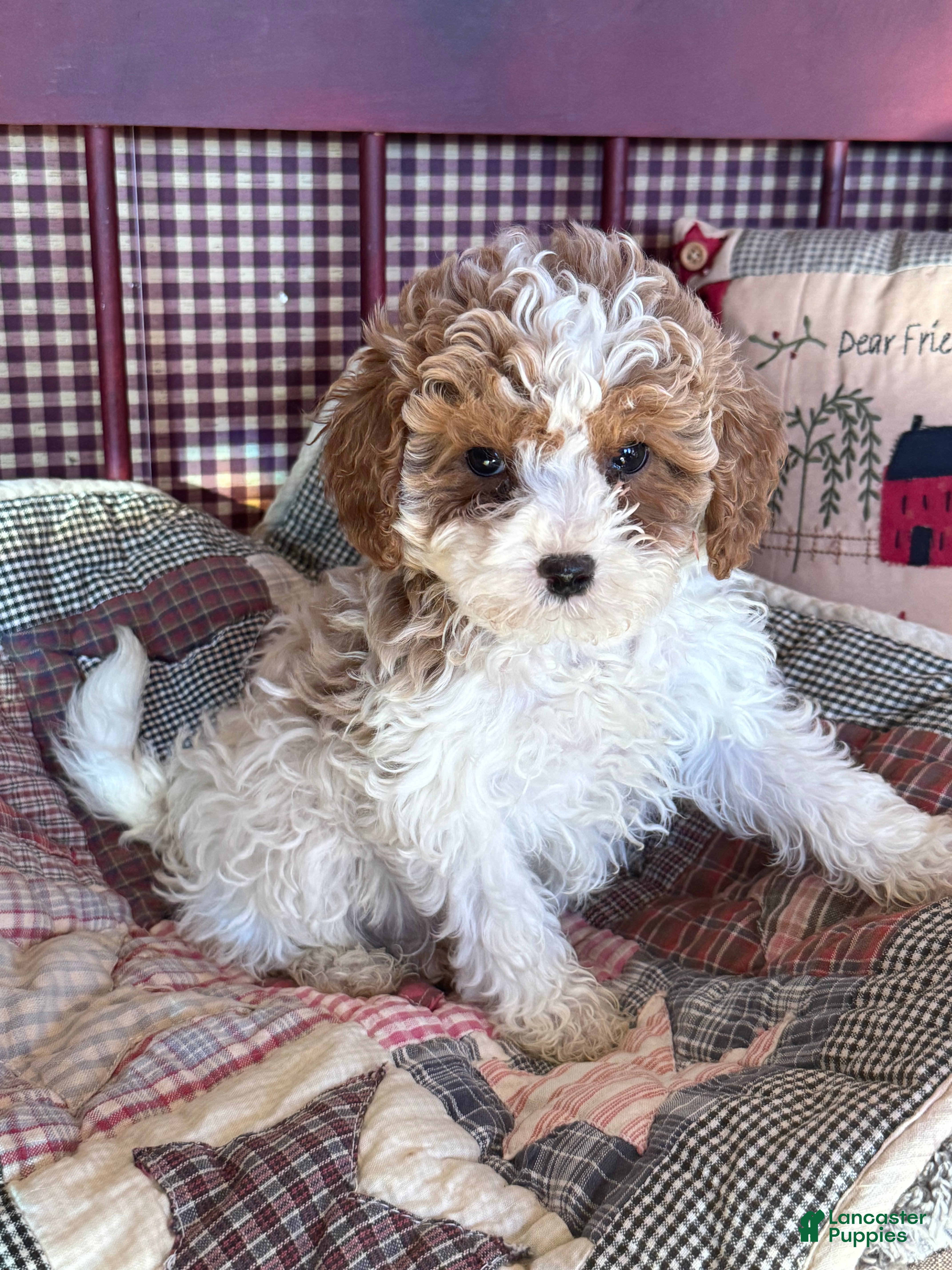 Cavapoo dogs Frost - Ad 18