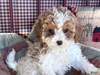 Cavapoo dogs Frost - Ad 29