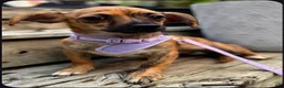Chiweenie dogs for sale: Maya - Ad 2