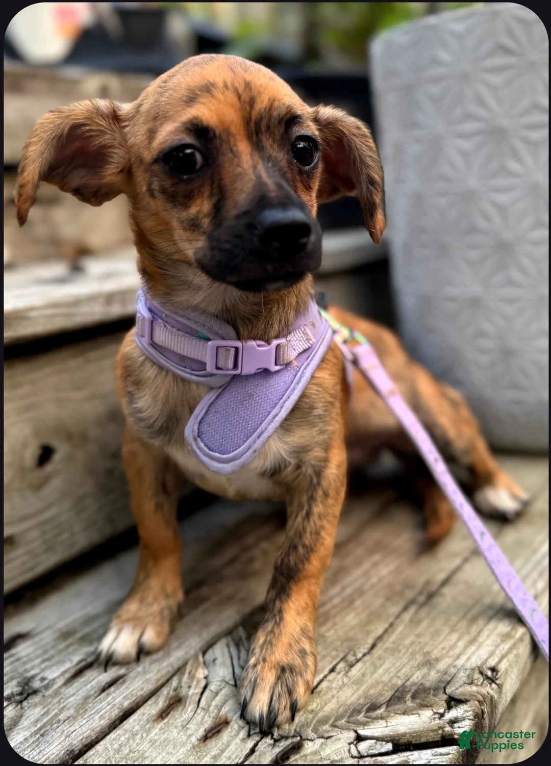 Chiweenie dogs for sale: Maya - Ad 2