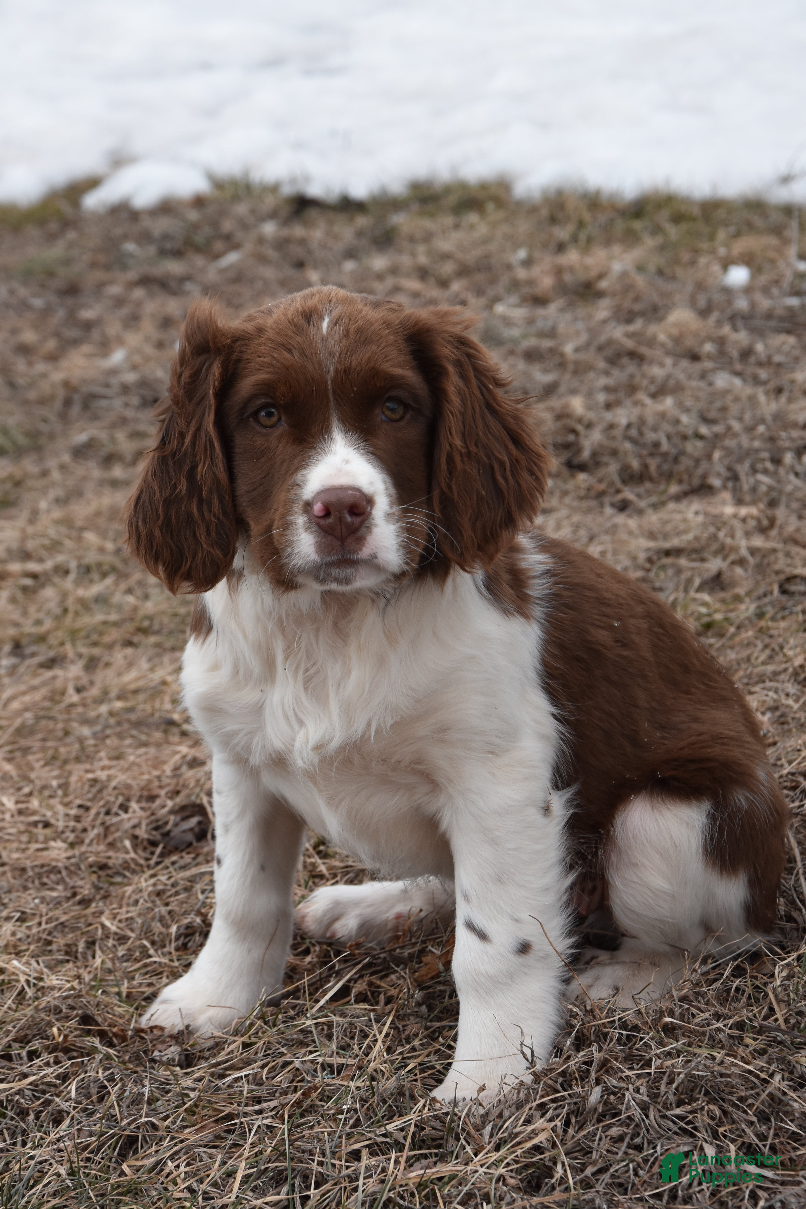 English Springer Spaniel dogs Marlo - Ad 2