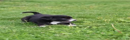 Mixed Breed dogs for sale: Little Guy - Ad 9