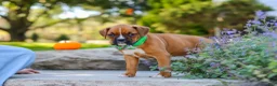 Boxer dogs for sale: Max - Ad 6