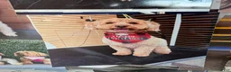 Mini Goldendoodle dogs for sale: Mini Goldendoodle 1 - Ad 15