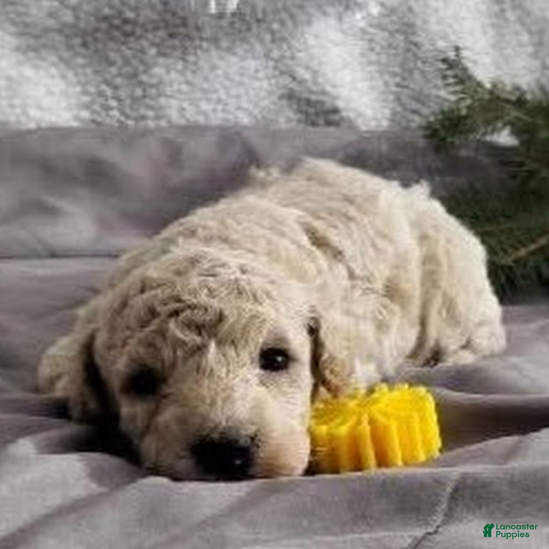 Bichpoo dogs for sale: Jaxon  - Ad 1