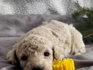 Bichpoo dogs Jaxon - Ad 41