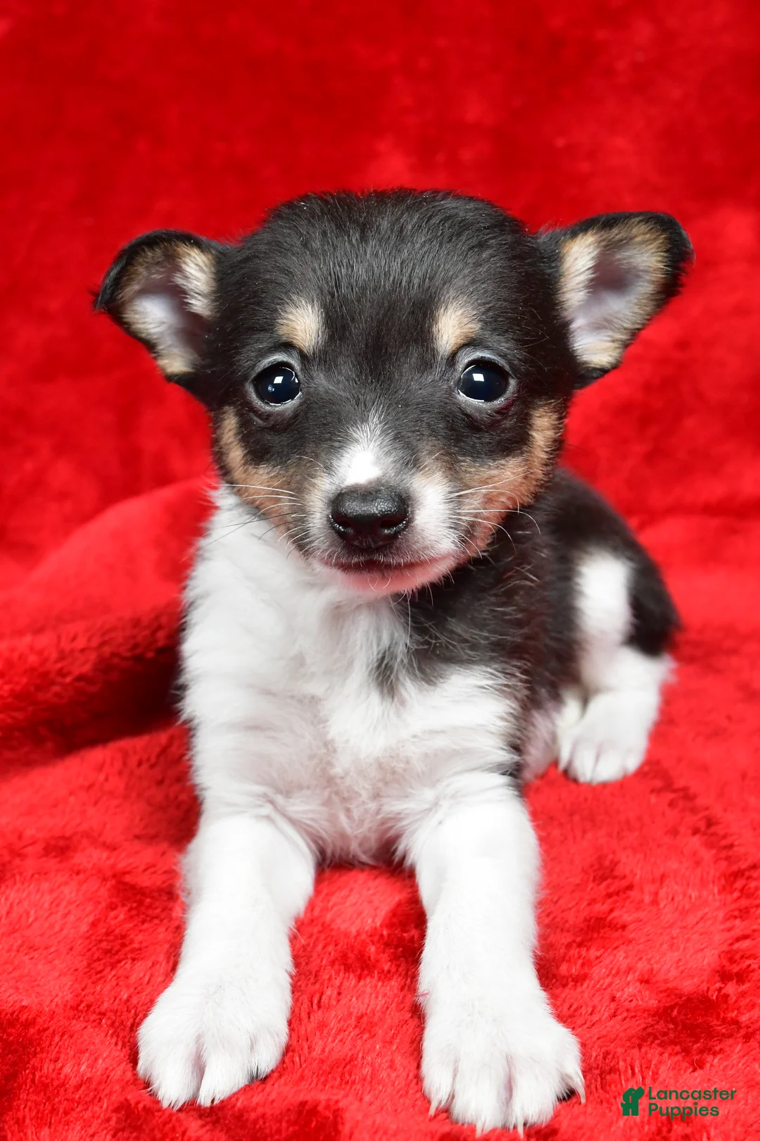 Toy Fox Terrier dogs for sale: Ollie - Ad 5