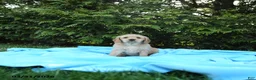 Miniature Golden Retriever dogs for sale: Lydia - Ad 4